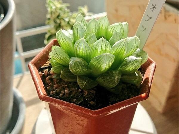青葉ガーデン(富沢)出身のハオルチア オブツーサ。可憐なお花も咲かせてくれました。子株も成長中