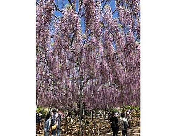 あしかがフラワーパークの藤