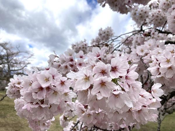 三神峯公園の桜
