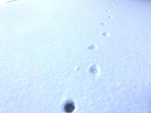 雪の日の訪問者