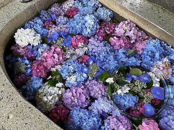 船岡城址公園の紫陽花まつりにて。山頂にある花手水です!