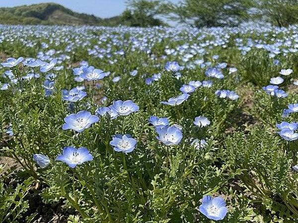 季節のお花を見に出かけるのが好きです!